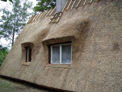 Roogkatus