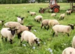 Põllumajandusliku tegevusega alustava noore ettevõtja toetus