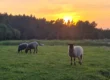Väikeste põllumajandusettevõtjate konkurentsivõime
