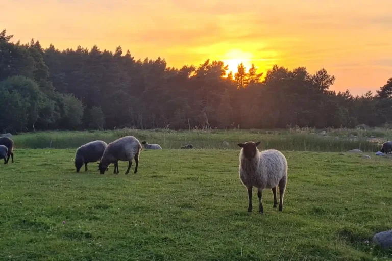 Väikeste põllumajandusettevõtjate konkurentsivõime