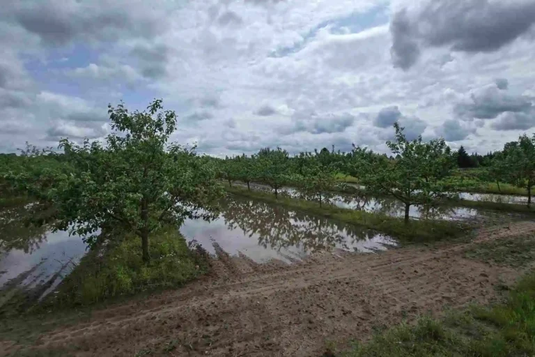 Liigniiskus viljapuuaias 2025. aastal. Erakorraline toetus aitab hüvitada ebasoodsatest ilmastikutingimustest põhjustatud kahju.