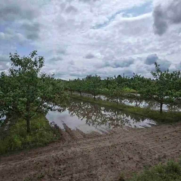 Liigniiskus viljapuuaias 2025. aastal. Erakorraline toetus aitab hüvitada ebasoodsatest ilmastikutingimustest põhjustatud kahju.